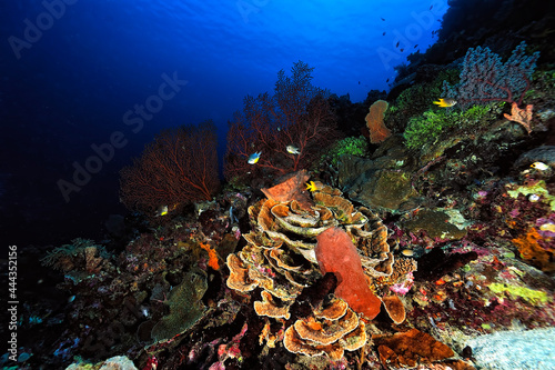 A picture of the coral reef