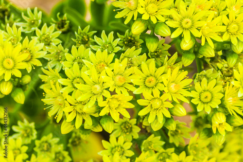 flowers and plants in botanical garden photo