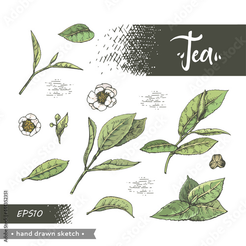 Hand-drawn sketch tea leafs and flowers