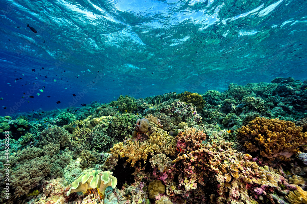 A picture of the coral reef