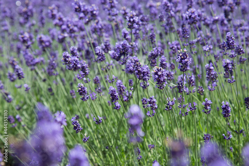 field of lavender