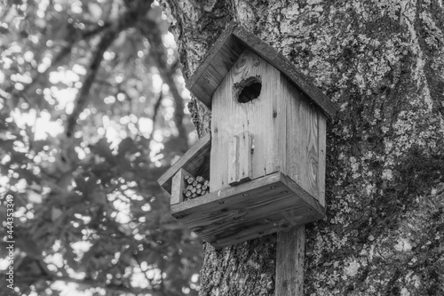 A black-and-white photograph. A birdhouse in an oak tree with two rooms. 