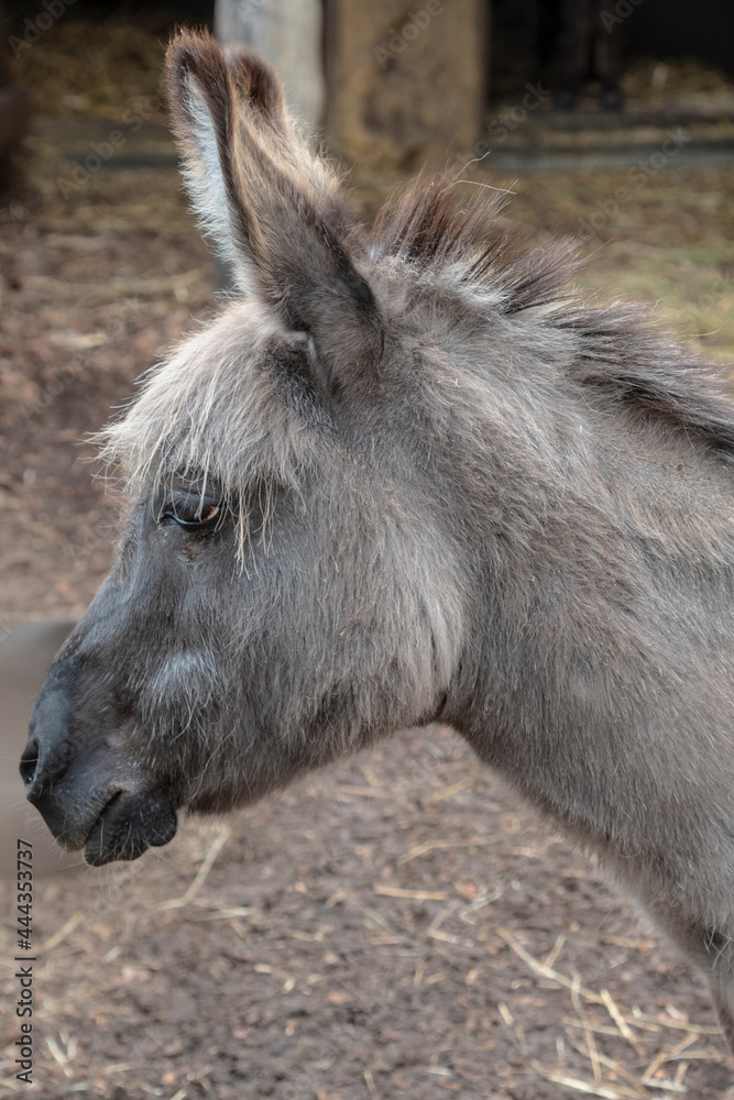 Donkey head close-up, wild animal in nature Donkey head close-up, wild animal in nature