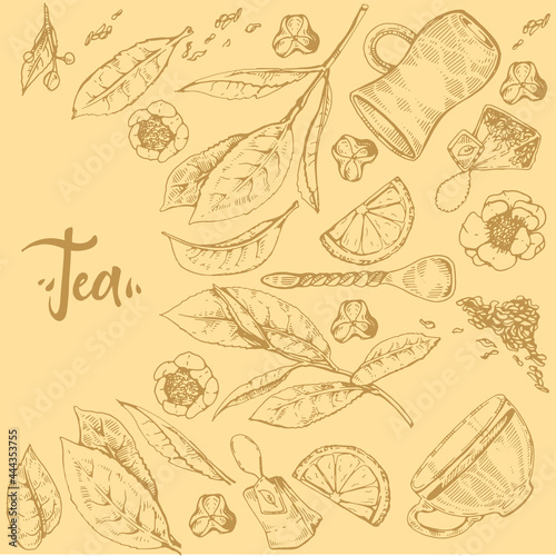 Detailed hand-drawn sketch tea plant and cooking tools.