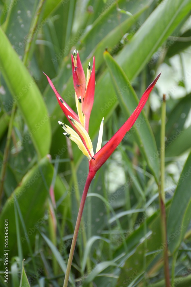 Heliconia flower in nature garden Heliconia flower in nature garden