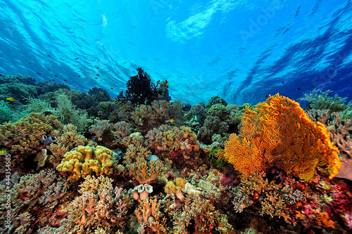 A picture of the coral reef