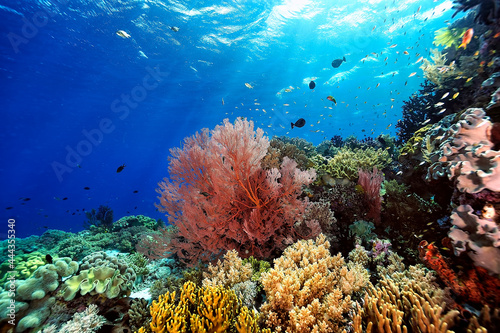 Billede på lærred A picture of the coral reef