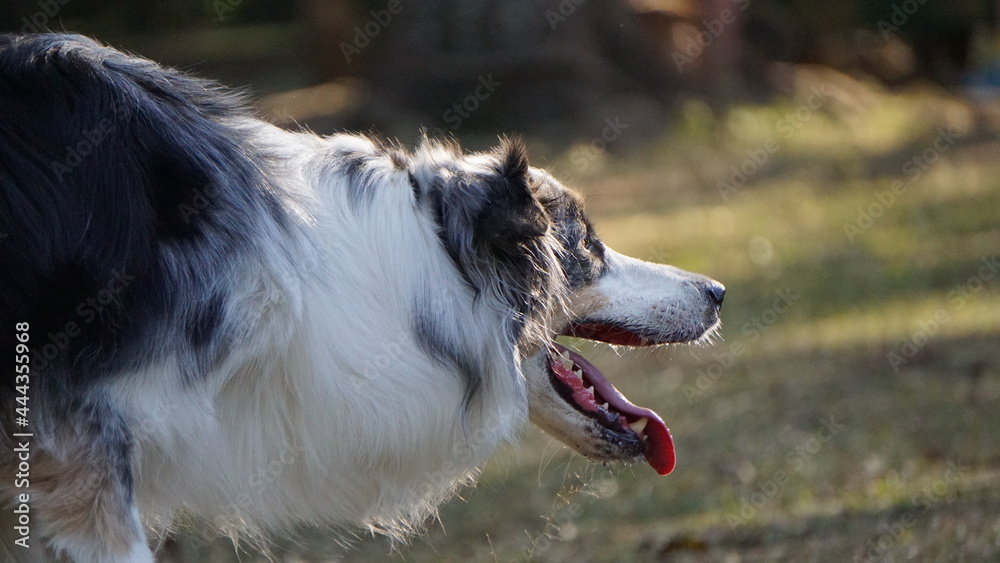Fototapeta premium Dogs In The Park
