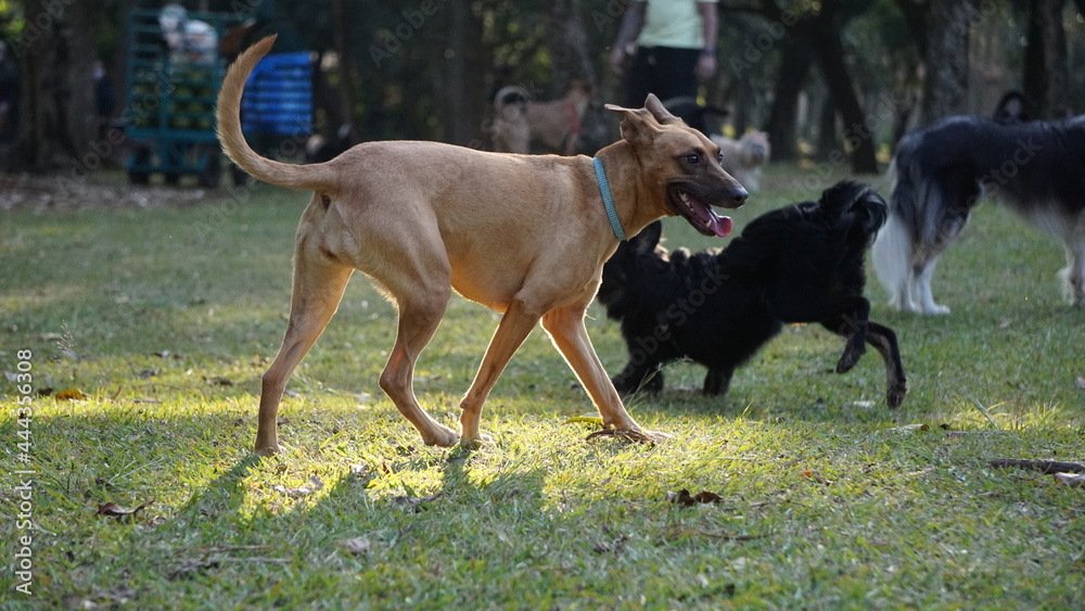 Dogs In The Park