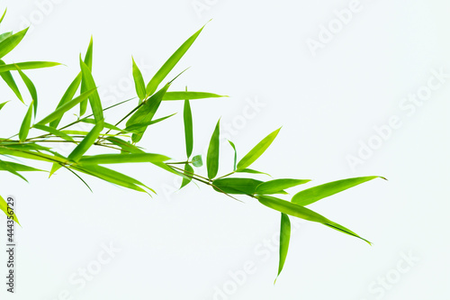 Green bamboo leaves © guoquan