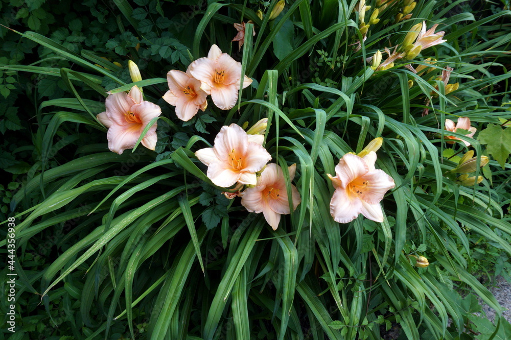 Peach Colored Lilies with Green Leaves Peach Colored Lilies with Green Leaves
