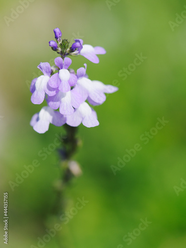 Wallpaper Mural By the promenade Torontodigital.ca