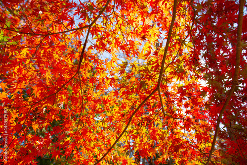赤と黄色のコントラストが美しい木々の紅葉