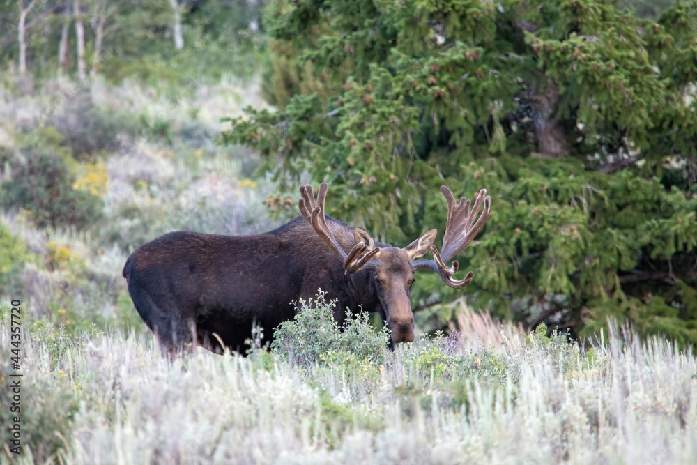 Moose Moose