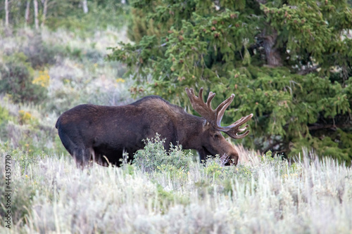 Moose