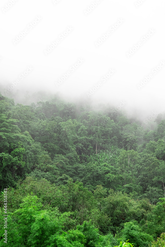 Vertical view image of green morning mountain with misty on the top over white sky background. Vertical view image of green morning mountain with misty on the top over white sky background.