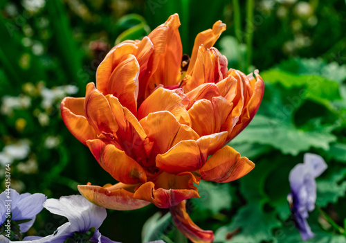 Tulipa Orange Princess Tulpenblüte photo