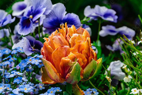 Tulipa Orange Princess Tulpenblüte photo