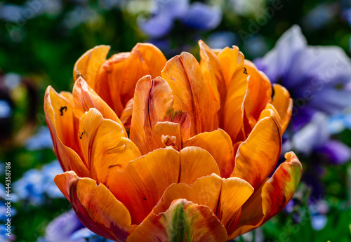 Tulipa Orange Princess Tulpenblüte photo