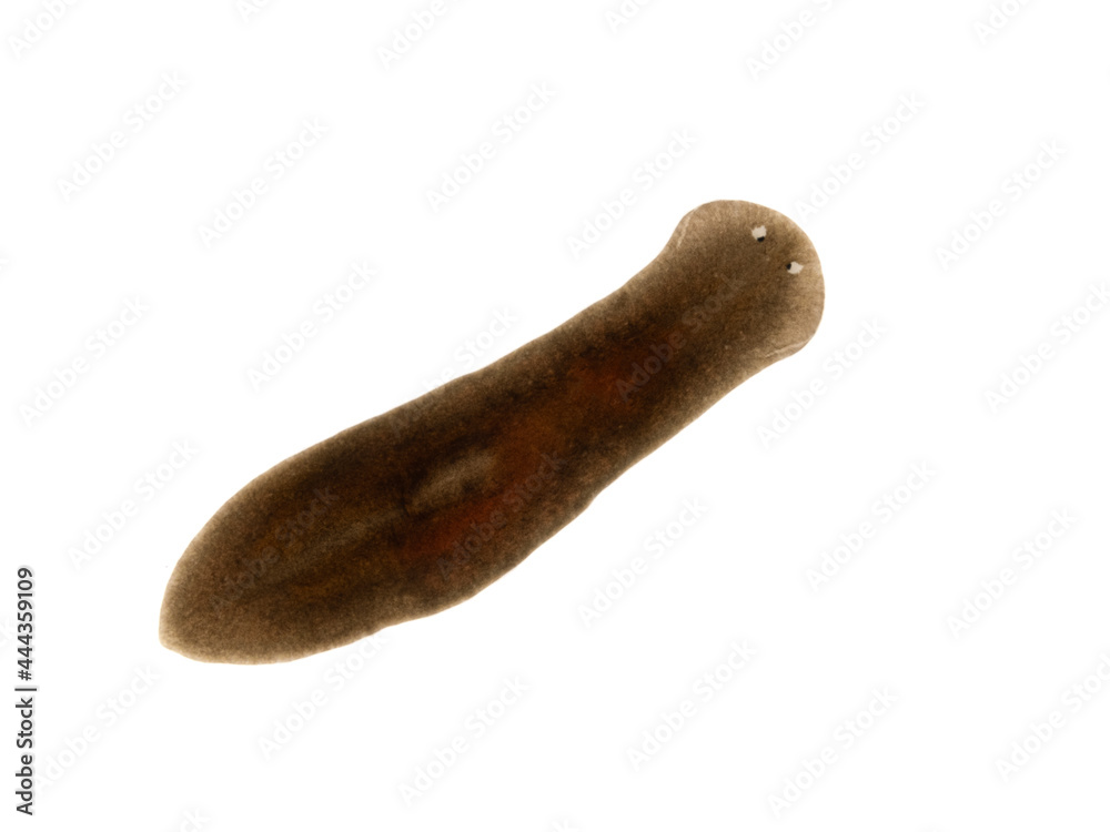 P6200042 freshwater triclad flatworm (planaria), Schmidtea polychroa after feeding on bloodworm cECP 2021