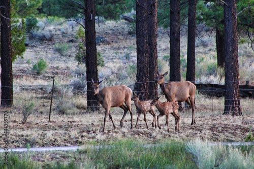Elk Family © VonMarschall Photos