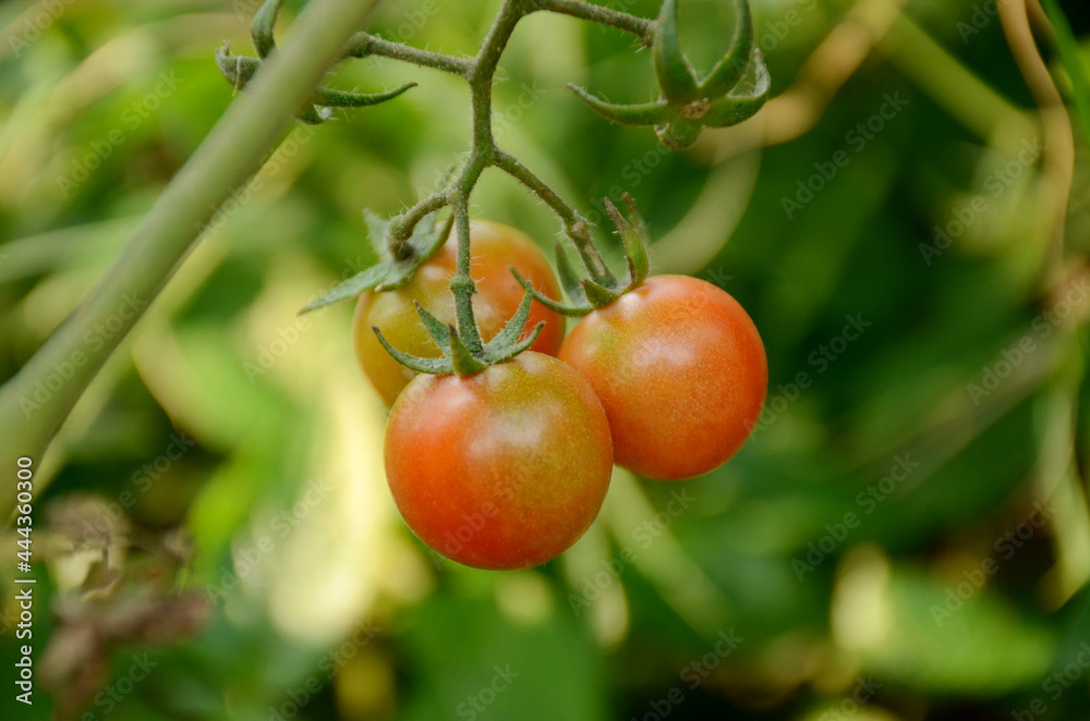 closeup bunch the red ripe tomato growing with leaves and plant in the farm over out of focus green background.