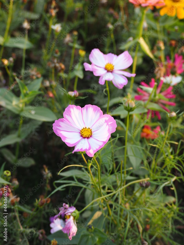 cosmos flower of white and pink colors cosmos flower of white and pink colors