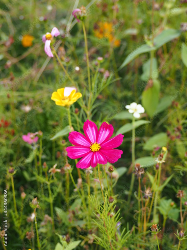 pink cosmos flower in the field 