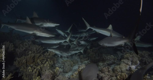 Large numbers of gray sharks hunting sea bottom at night. photo