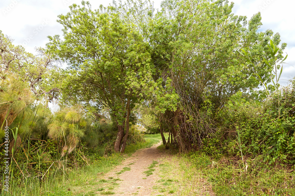 Awesome Green Sceneries of Natural Reserve of Ciane River (Riserva Naturale Fiume Ciane-Saline di Siracusa) in Syracuse, Sicily, Italy. Awesome Green Sceneries of Natural Reserve of Ciane River (Riserva Naturale Fiume Ciane-Saline di Siracusa) in Syracuse, Sicily, Italy.