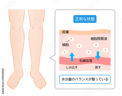 健康な足　水分バランスのしくみと断面図