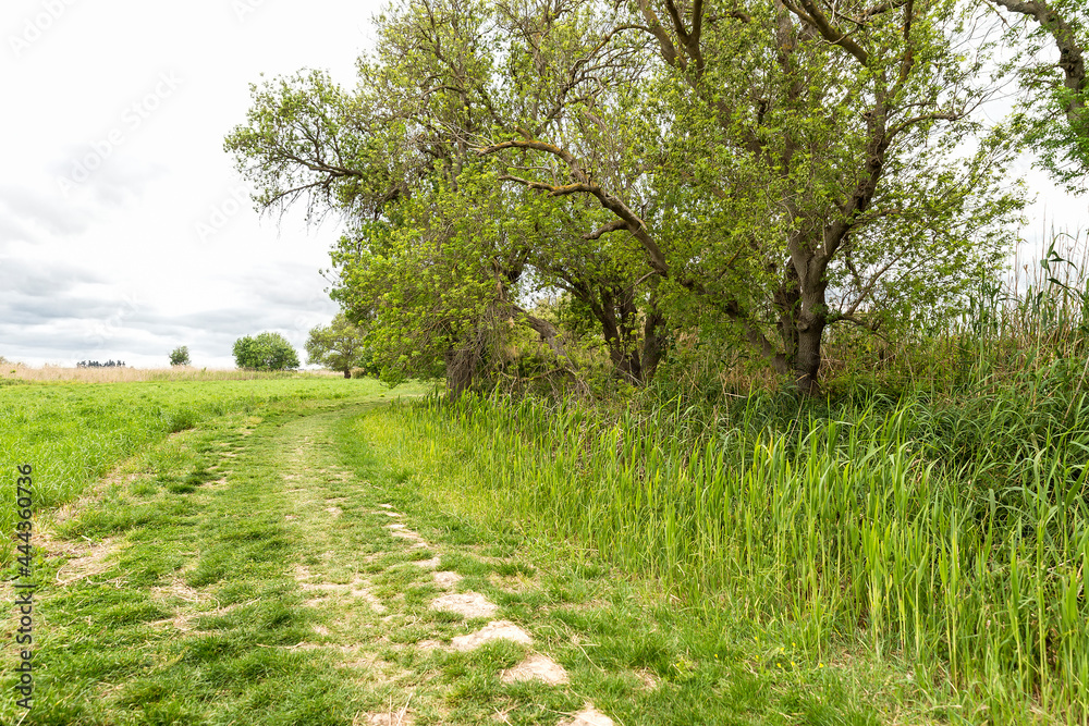 Awesome Green Sceneries of Natural Reserve of Ciane River (Riserva Naturale Fiume Ciane-Saline di Siracusa) in Syracuse, Sicily, Italy. Awesome Green Sceneries of Natural Reserve of Ciane River (Riserva Naturale Fiume Ciane-Saline di Siracusa) in Syracuse, Sicily, Italy.