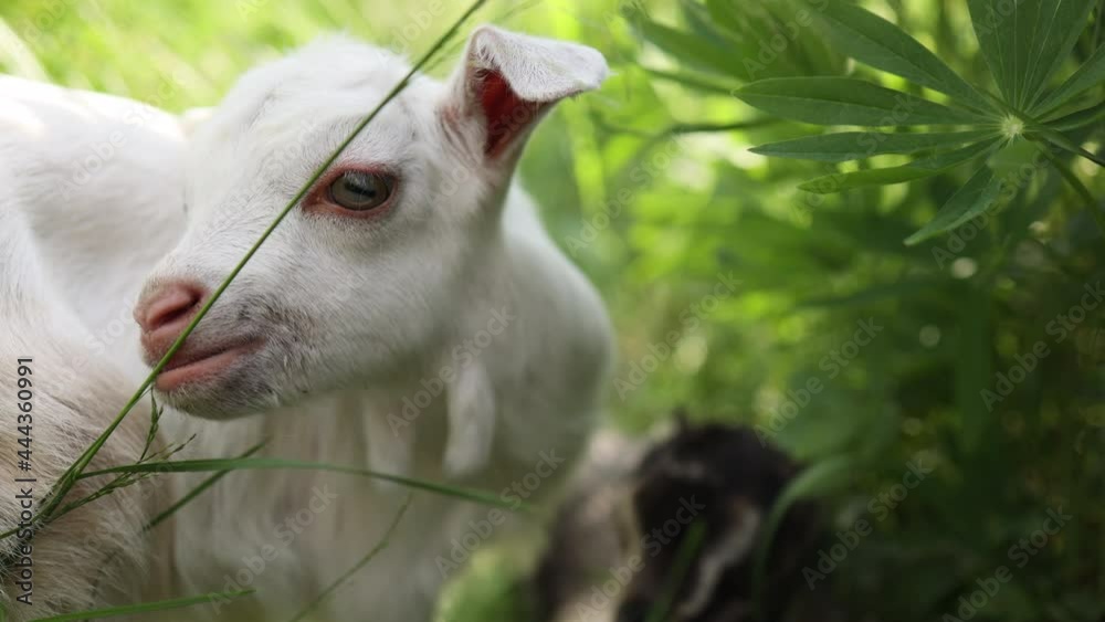 A small goat eats green grass in a field. A goat in a meadow. A white kid sniffs the green grass. a cute and charming little goat. a sunny summer day. A small goat eats green grass in a field. A goat in a meadow. A white kid sniffs the green grass. a cute and charming little goat. a sunny summer day.