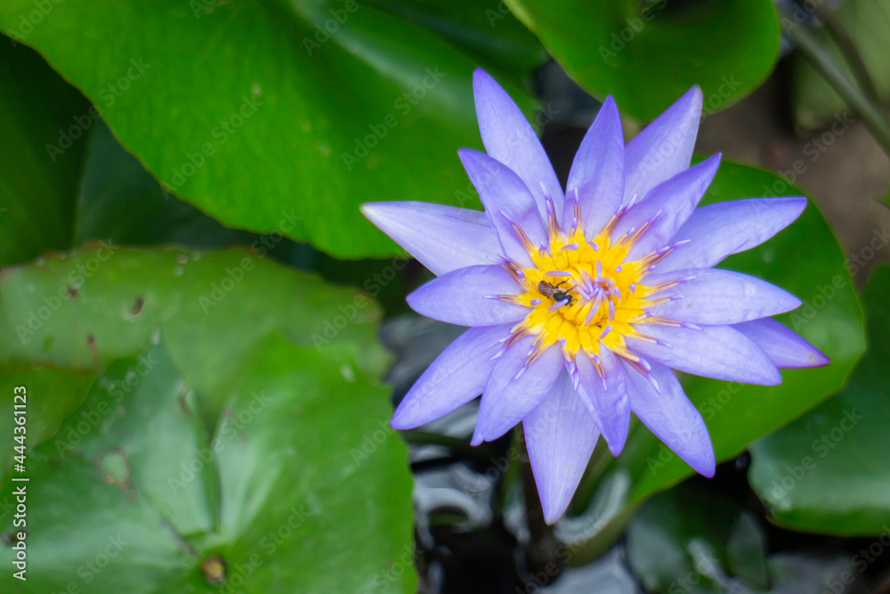 Flowers of water lilies on the surface of the water Flowers of water lilies on the surface of the water