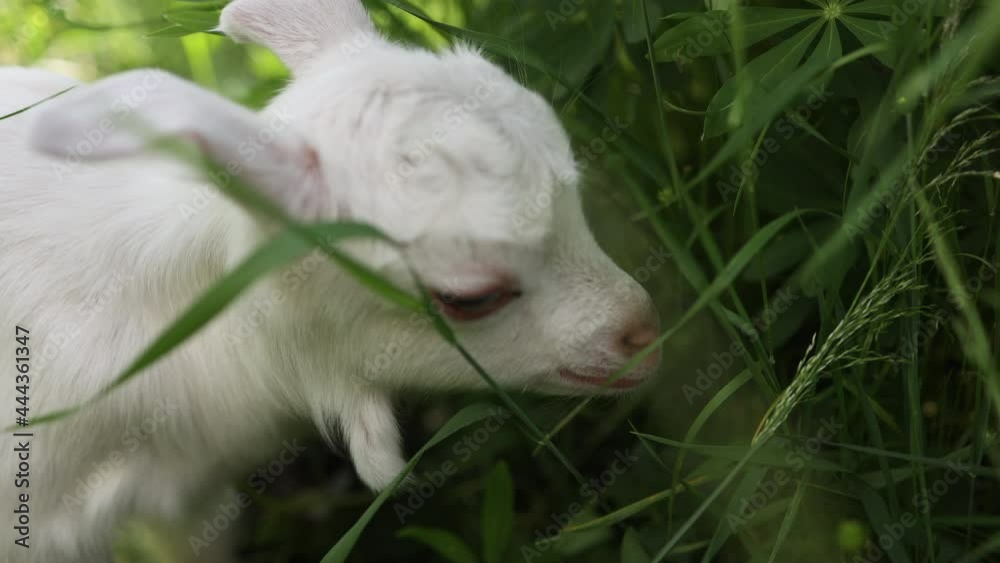 A small goat eats green grass in a field. A goat in a meadow. A white kid sniffs the green grass. a cute and charming little goat. a sunny summer day. A small goat eats green grass in a field. A goat in a meadow. A white kid sniffs the green grass. a cute and charming little goat. a sunny summer day.