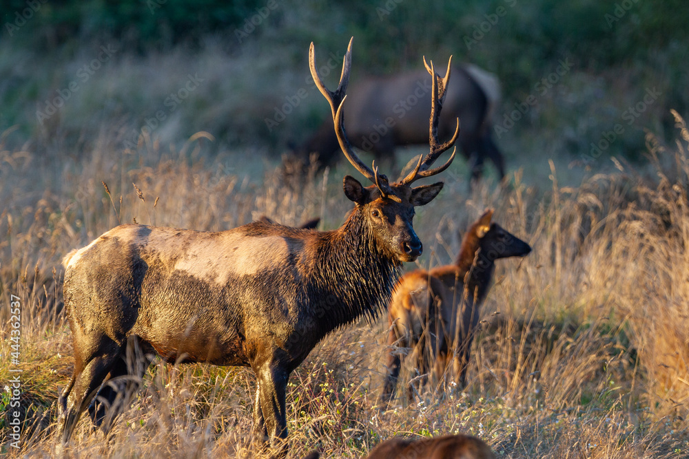 muddy Roosevelt bull elk with cows muddy Roosevelt bull elk with cows