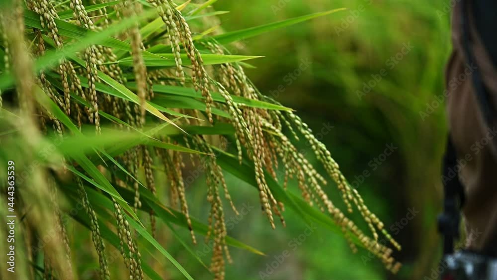 Woman hand touching mature seed heads of Oryza sativa (or Asian rice ...