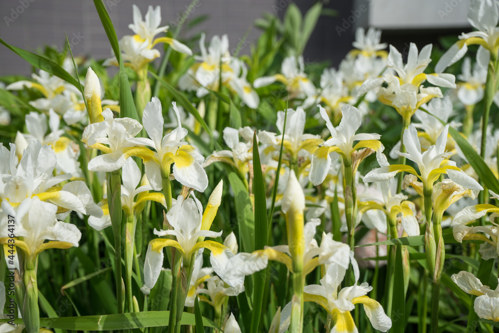 Obraz premium 奇麗な白い花