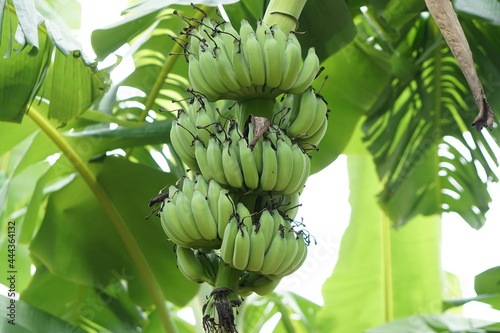 Bunch of green banana in the garden. Pisang Awak bananas in Thailand. Agricultural plantation.