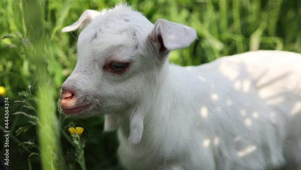 A small goat eats green grass in a field. A goat in a meadow. A white kid sniffs the green grass. a cute and charming little goat. Lupine field in summer.