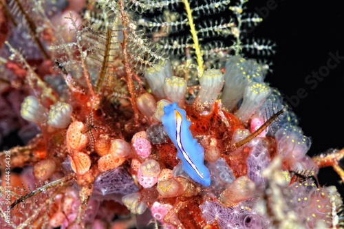 The beautiful colors of nudibranches © ScubaDiver