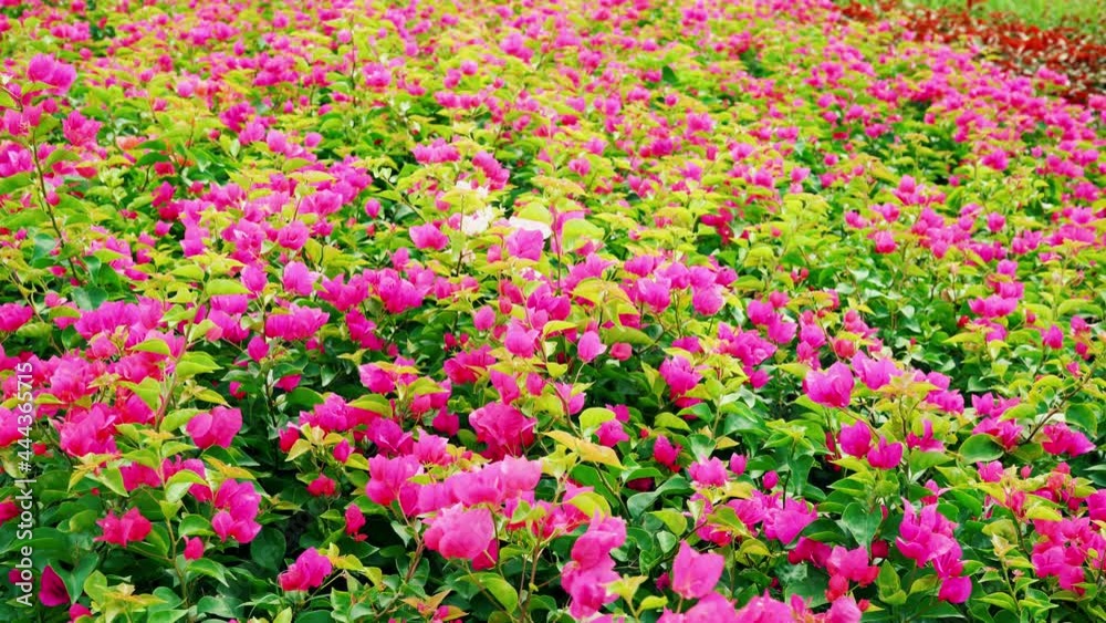 Garden with colorful flowers.flower garden background. Garden with colorful flowers.flower garden background.