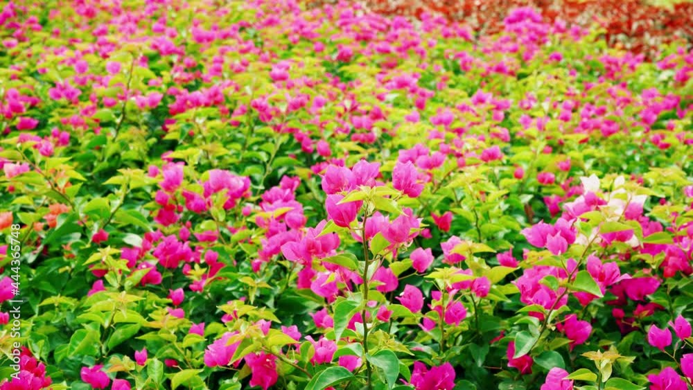 Garden with colorful flowers.flower garden background. Garden with colorful flowers.flower garden background.