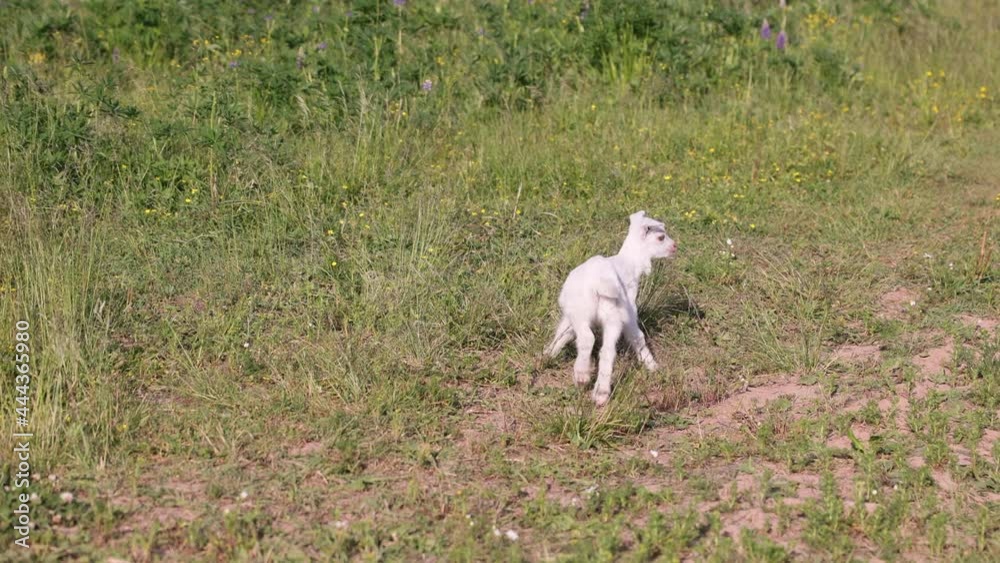 A small goat eats green grass in a field. A goat in a meadow. A white kid sniffs the green grass. a cute and charming little goat. Lupine field in summer. A small goat eats green grass in a field. A goat in a meadow. A white kid sniffs the green grass. a cute and charming little goat. Lupine field in summer.