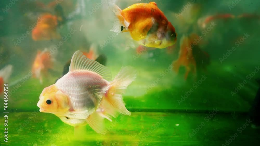 video slow motion of Beautiful fish swim in the glass tank of the ornamental fish shop. video slow motion of Beautiful fish swim in the glass tank of the ornamental fish shop.