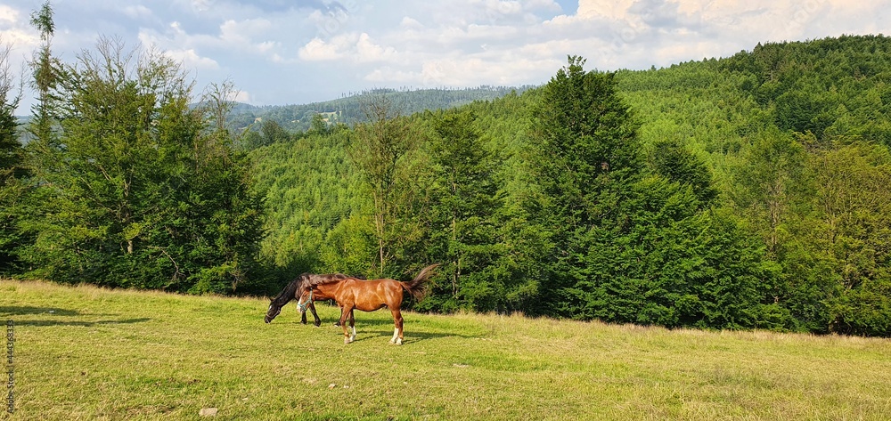 Obraz premium horse in the meadow