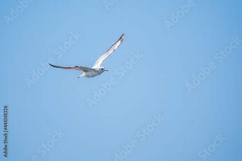 Sea gull in the clear blue sky.