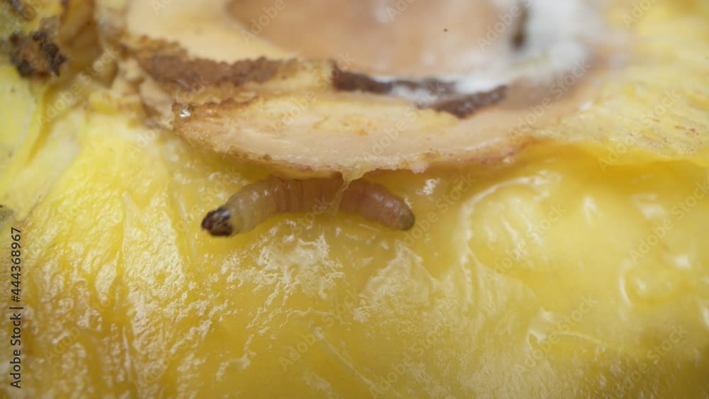 Wormy fruit. A peach infested with a larva. The worm inside the peach