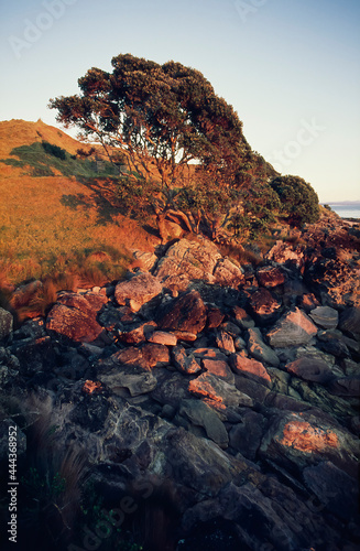 Rocky coastline on side of grassy Mount Maunganui and Pohutakawa Trees photo