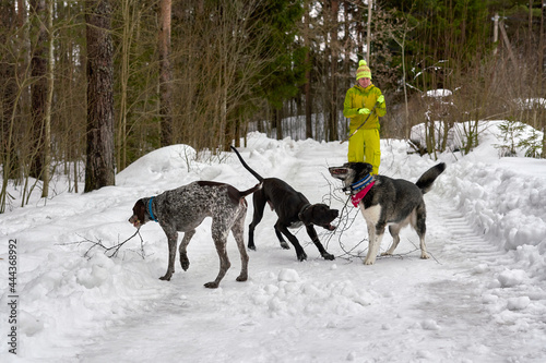 A girl in a yellow tracksuit walks three hunting dogs in a winter park